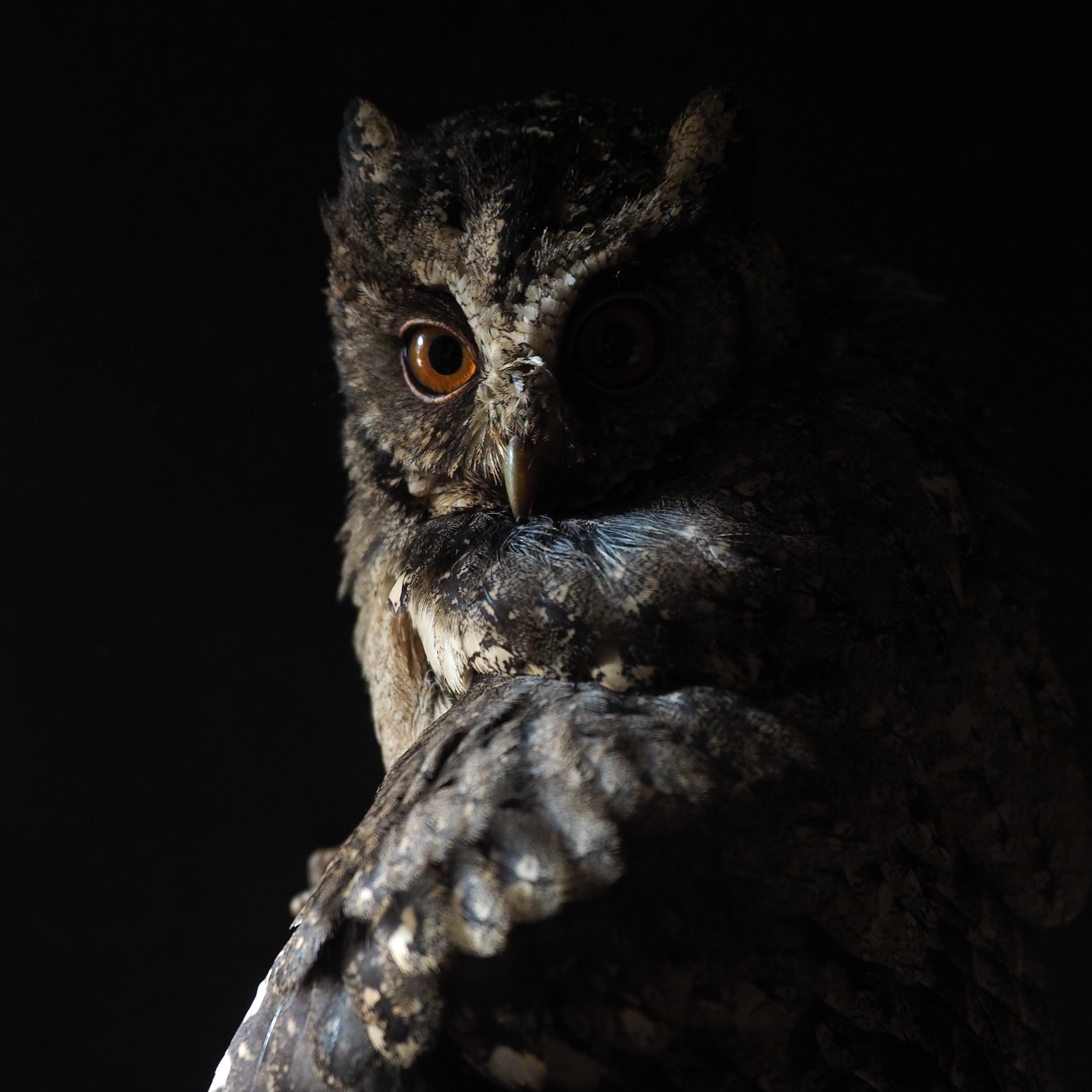 A screech owl with half its face in shadow